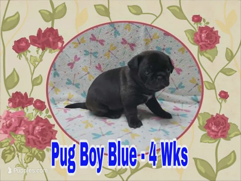 Pug Boy Blue – Pug puppy for sale in Rio, WV