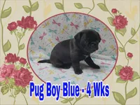 Pug Boy Blue, a male Pug for sale in Rio, WV – 1 of 6