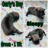 Fawn Pug Boy - Green, a male Pug for sale in Rio, WV – 2 of 3