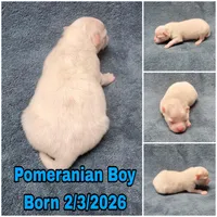 AKC Boy Pup, a male Pomeranian for sale in Rio, WV – Photo 1 of 2