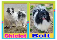 AKC Boy Pup, a male Pomeranian for sale in Rio, WV – Photo 2 of 2
