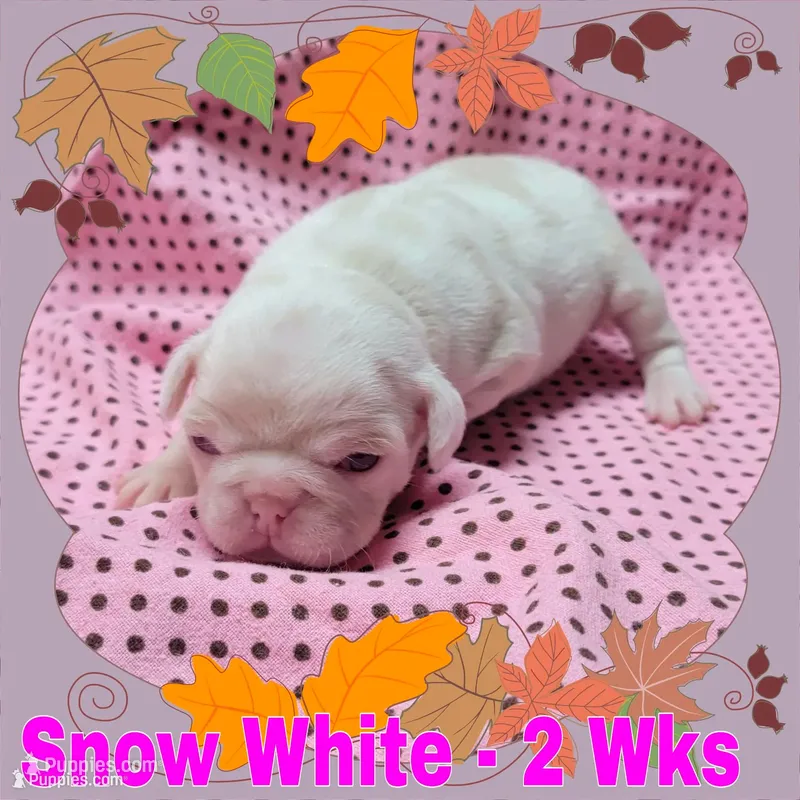 Merle Pug Girl - Pink – Pug puppy for sale in Rio, WV