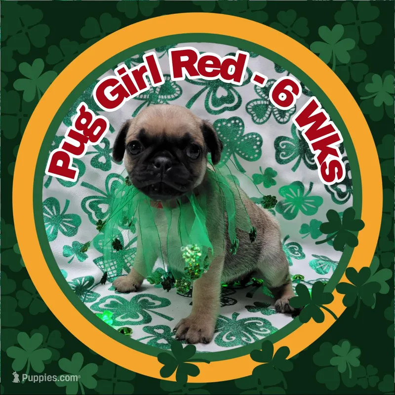 Girl Red – Pug puppy for sale in Rio, WV