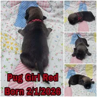 Girl Red, a female Pug for sale in Rio, WV – Photo 1 of 2