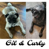 Black Pug Boy - Blue, a male Pug for sale in Rio, WV – 3 of 3