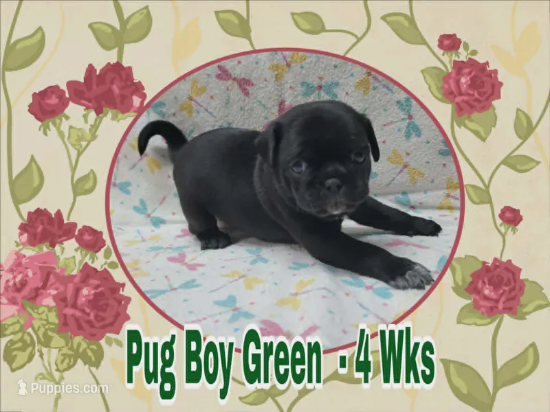 Pug Boy Green – Pug puppy for sale in Rio, WV
