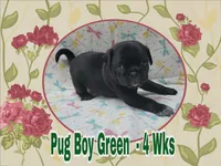 Pug Boy Green, a male Pug for sale in Rio, WV – 2 of 7