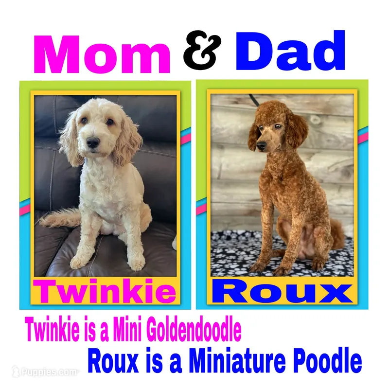 Future Litter – Miniature Goldendoodle puppy for sale in Rio, WV