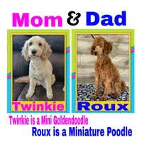 Future Litter, a  Miniature Goldendoodle for sale in Rio, WV – 1 of 1
