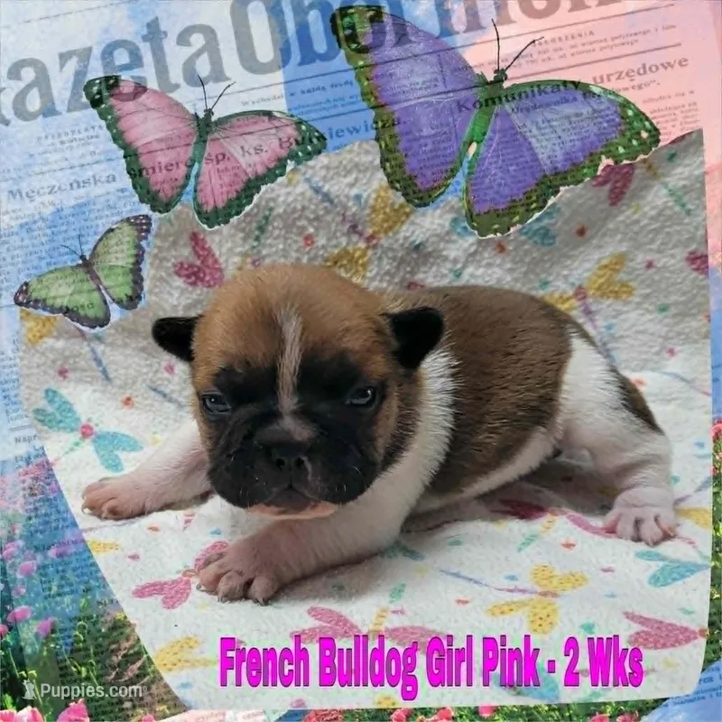 Girl Pink, a female French Bulldog for sale in Rio, WV – Photo 1 of 4