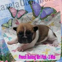 Girl Pink, a female French Bulldog for sale in Rio, WV – Photo 1 of 4