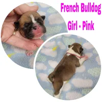 Girl Pink, a female French Bulldog for sale in Rio, WV – Photo 3 of 4