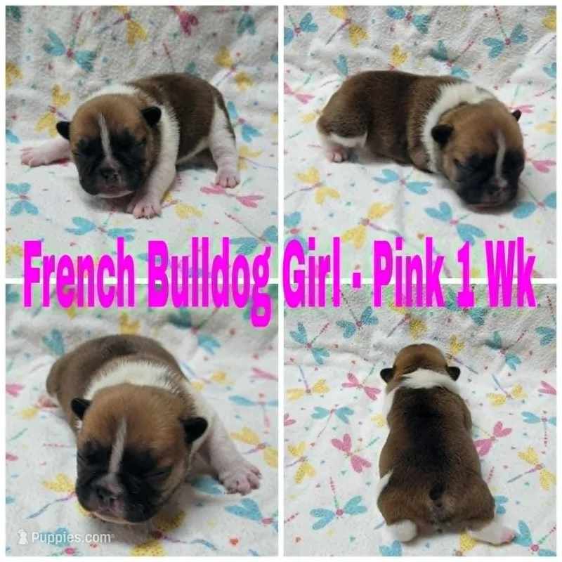 Girl Pink – French Bulldog puppy for sale in Rio, WV