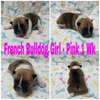 Girl Pink, a female French Bulldog for sale in Rio, WV – Photo 2 of 4