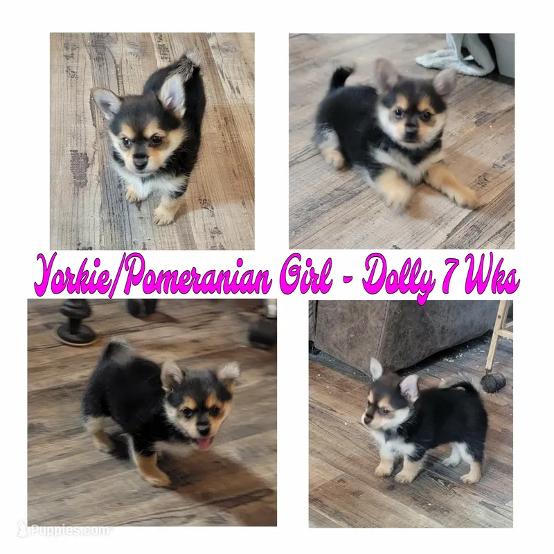 Dolly - Pomshire – Pomeranian, Yorkshire Terrier puppy for sale in Rio, WV