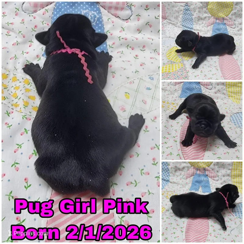 Girl Pink