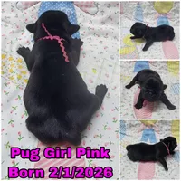 Girl Pink, a female Pug for sale in Rio, WV – Photo 1 of 2