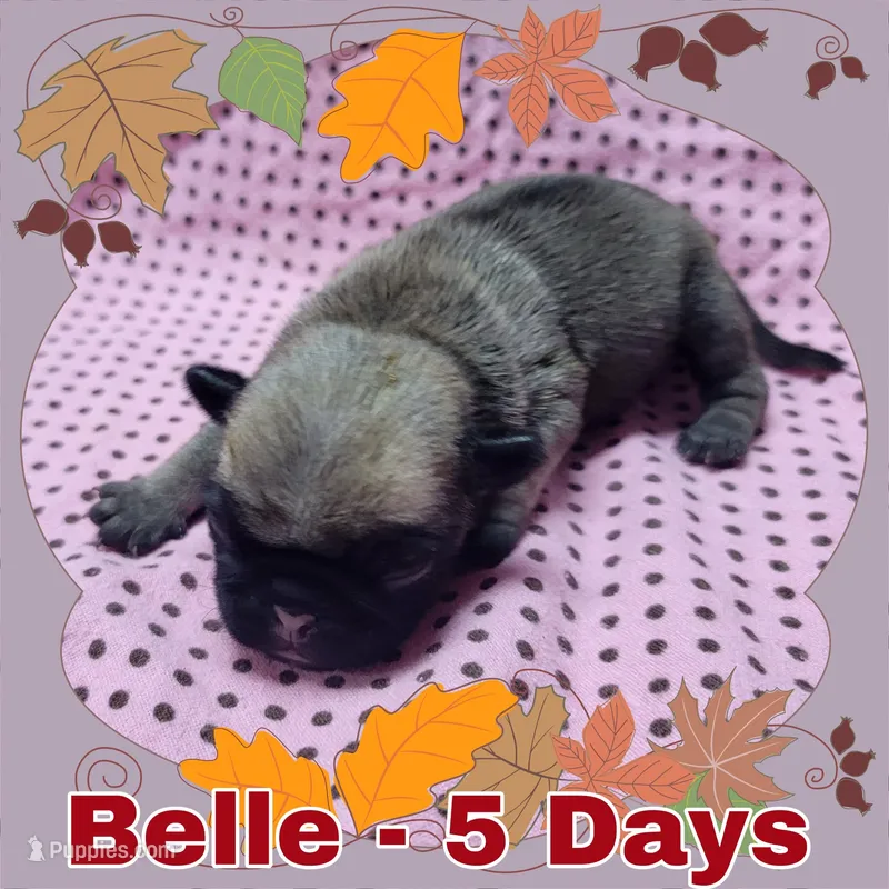 Fawn Pug Girl - Red – Pug puppy for sale in Rio, WV