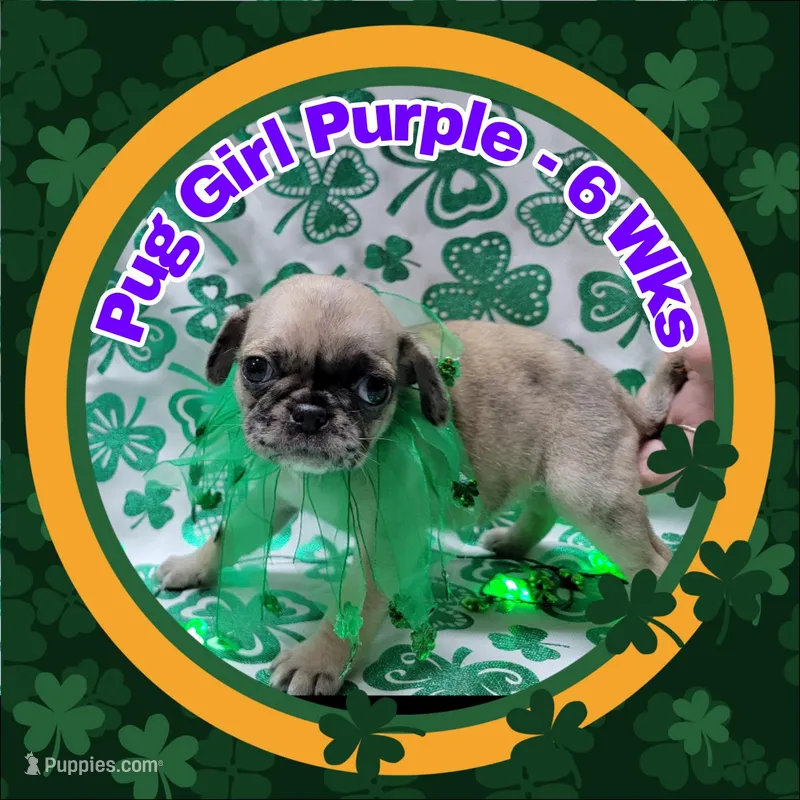 Girl Purple – Pug puppy for sale in Rio, WV