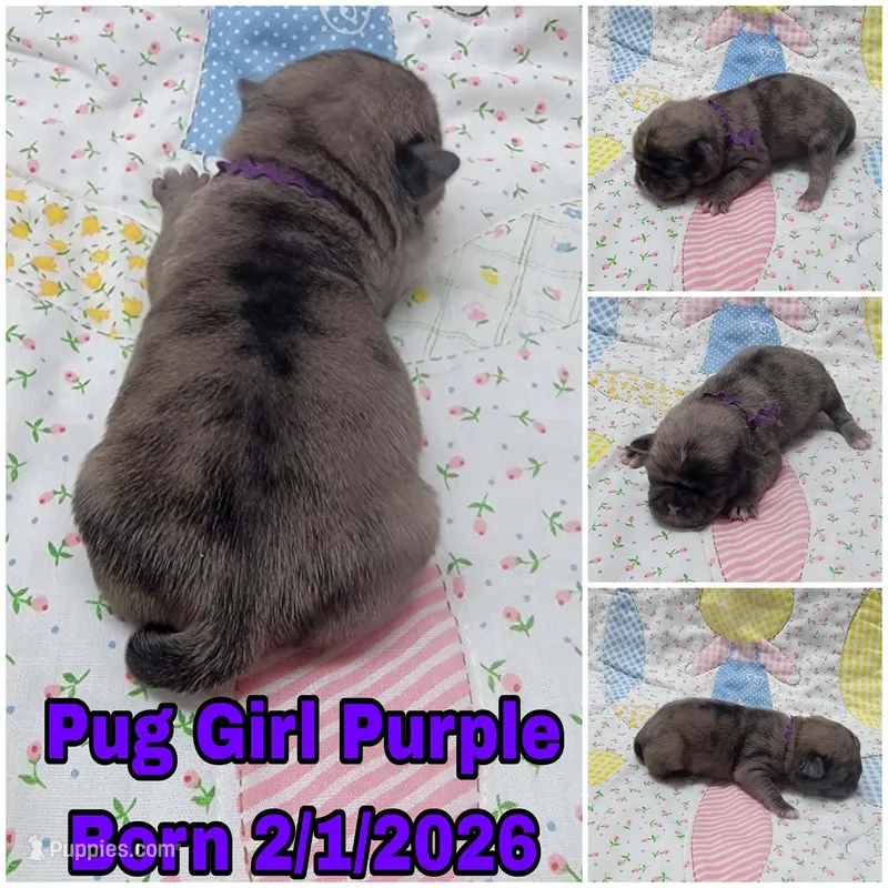 Girl Purple