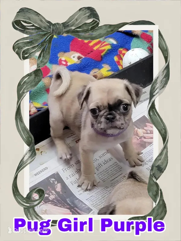 Girl Purple – Pug puppy for sale in Rio, WV