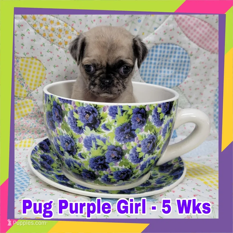Girl Purple – Pug puppy for sale in Rio, WV
