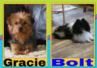 Porkie Girl, a female Pomeranian and Yorkshire Terrier for sale in Rio, WV – Photo 3 of 3