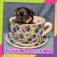Porkie Girl, a female Pomeranian and Yorkshire Terrier for sale in Rio, WV – Photo 2 of 3