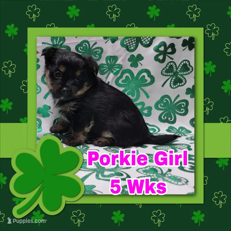 Porkie Girl – Pomeranian, Yorkshire Terrier puppy for sale in Rio, WV