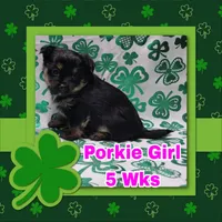 Porkie Girl, a female Pomeranian and Yorkshire Terrier for sale in Rio, WV – Photo 1 of 3