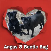 Fawn Pug Girl - Red, a female Pug for sale in Rio, WV – 2 of 2