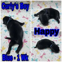 Black Pug Boy - Blue, a male Pug for sale in Rio, WV – 2 of 3