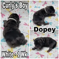 Merle Pug Boy - White, a male Pug for sale in Rio, WV – 2 of 3