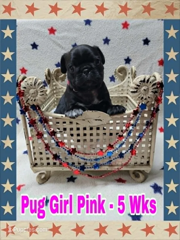 Pug Girl Pink – Pug puppy for sale in Rio, WV