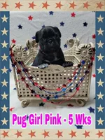 Pug Girl Pink, a female Pug for sale in Rio, WV – 2 of 8