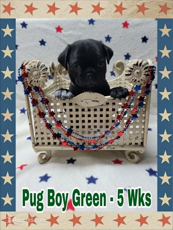 Pug Boy Green – Pug puppy for sale in Rio, WV