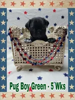 Pug Boy Green, a male Pug for sale in Rio, WV – 1 of 7