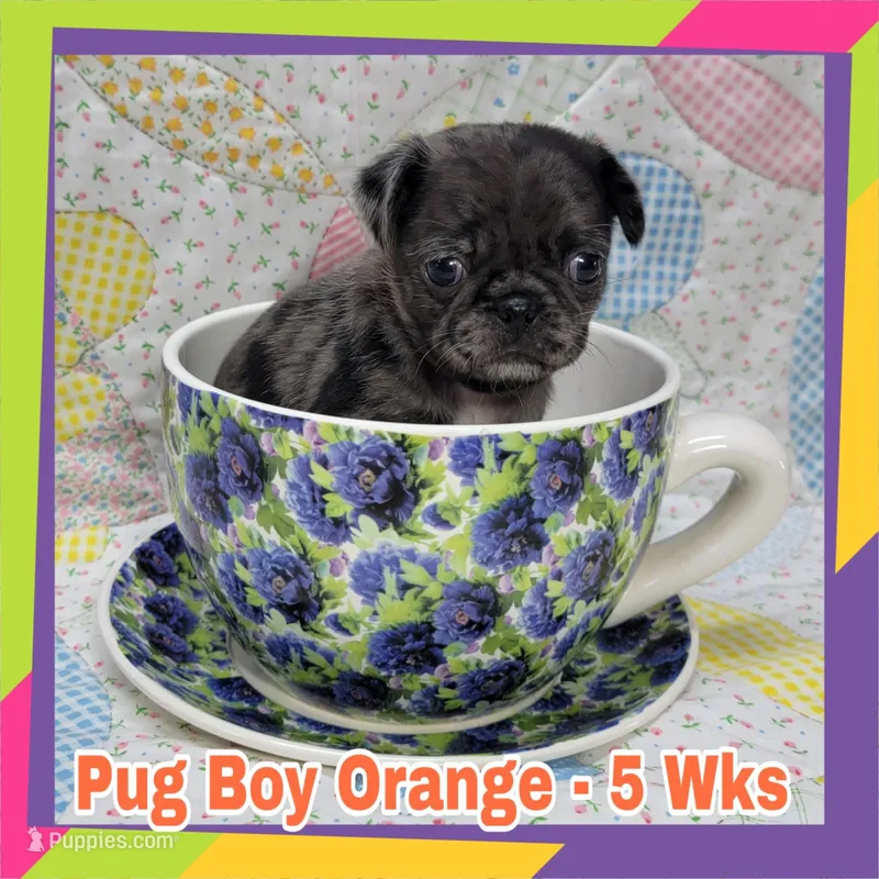 Boy Orange – Pug puppy for sale in Rio, WV