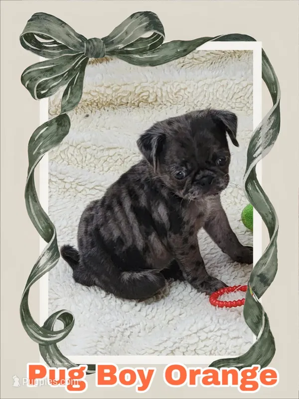 Boy Orange – Pug puppy for sale in Rio, WV