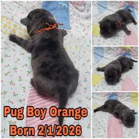 Boy Orange, a male Pug for sale in Rio, WV – Photo 1 of 2