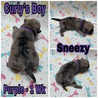 Merle Pug Boy - Purple, a male Pug for sale in Rio, WV – 2 of 3
