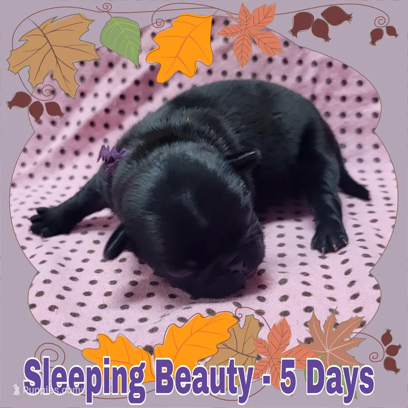 Black Pug Girl - Purple – Pug puppy for sale in Rio, WV
