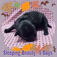Black Pug Girl - Purple, a female Pug for sale in Rio, WV – 1 of 2