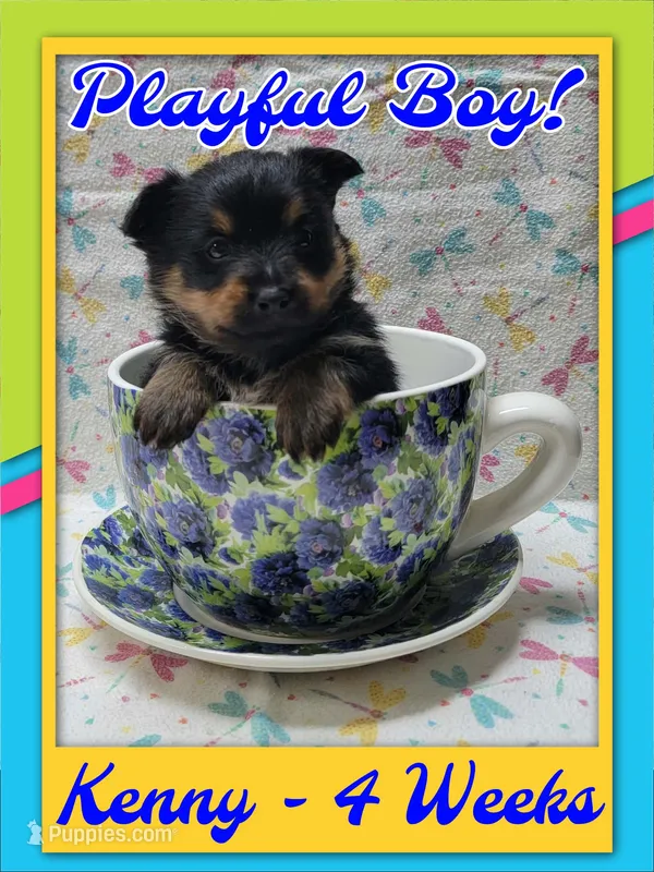 Kenny - Pomshire – Pomeranian, Yorkshire Terrier puppy for sale in Rio, WV