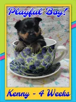 Kenny - Pomshire, a male Pomeranian and Yorkshire Terrier for sale in Rio, WV – 3 of 6
