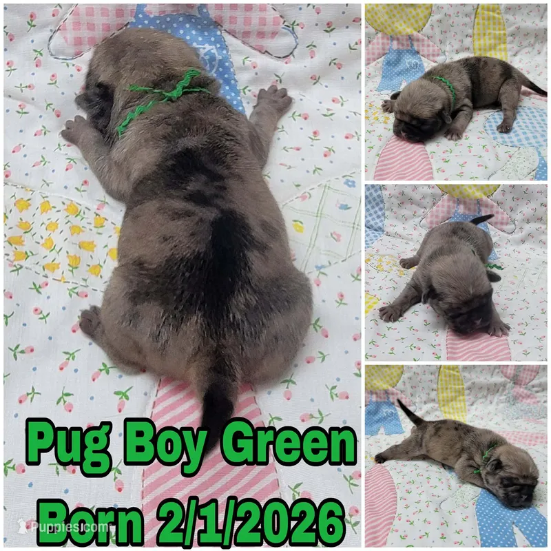 Boy Green