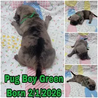 Boy Green, a male Pug for sale in Rio, WV – Photo 1 of 2