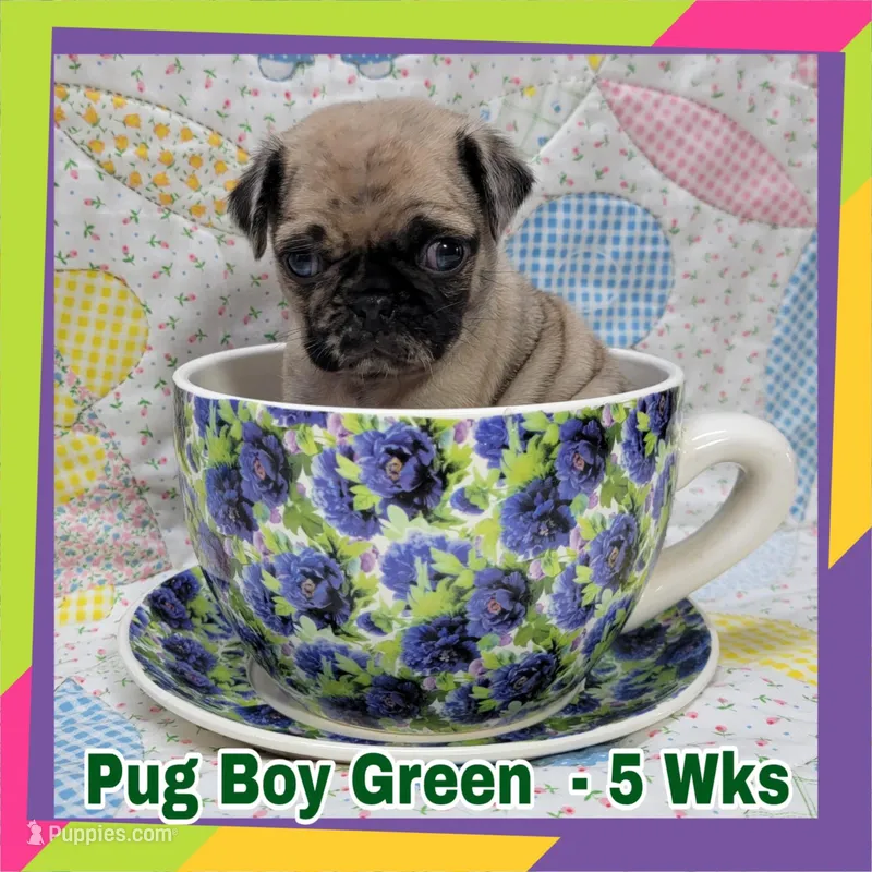 Boy Green – Pug puppy for sale in Rio, WV