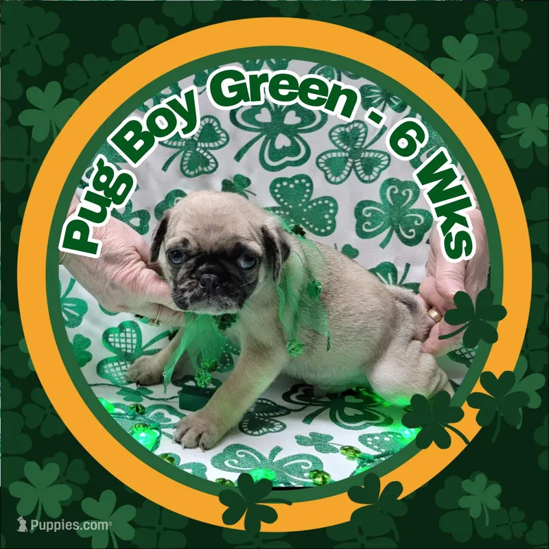 Boy Green – Pug puppy for sale in Rio, WV
