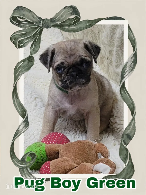 Boy Green – Pug puppy for sale in Rio, WV